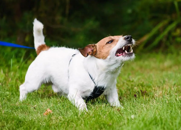 Dog Bites
